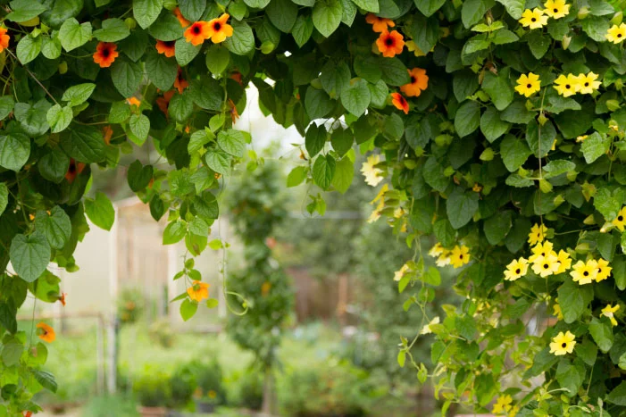 Blühender Torbogen mit orangen und gelben Blüten